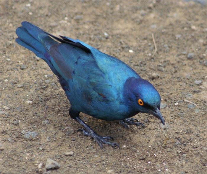 Cape Glossy Starling